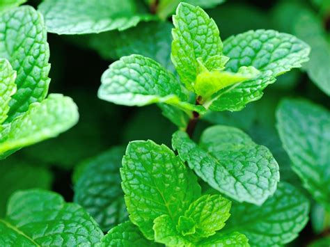 what smells good with mint